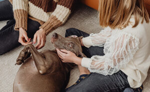 Pets to Go matches people with pets.