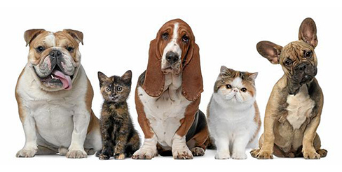 Pets to Go offers a variety of services to pets and their future family.